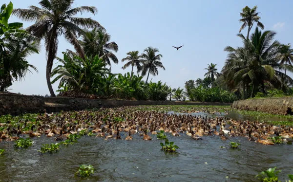 Tag 2: Backwaters & Hausboot in Alleppey