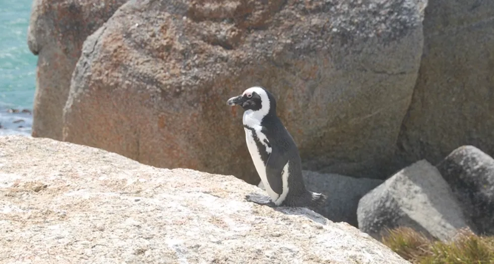 South Africa Motorcycle Tour: Cape Region
