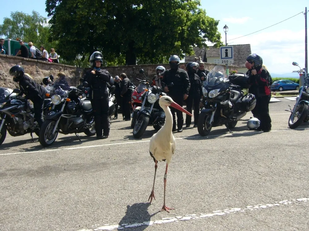 Vogesen Motorrad Erlebnis: Südvogesen & Elsass